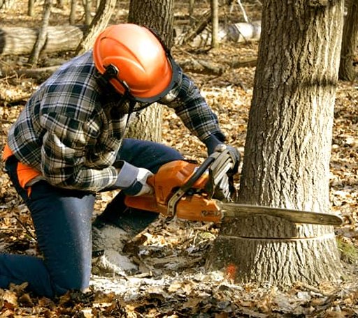 Tree Removal in Lake Bronson, MN